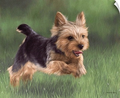 Yorkshire Terrier Running
