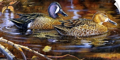 Backwater Blue-Winged Teal
