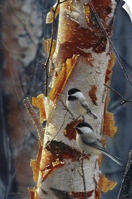 Black-Capped Chickadees - Sunlit Birch II