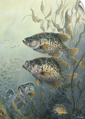 Freshwater Fish Wall Art & Canvas Prints