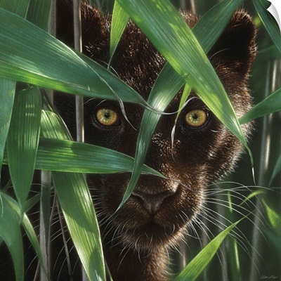 Black Panther - Wild Eyes
