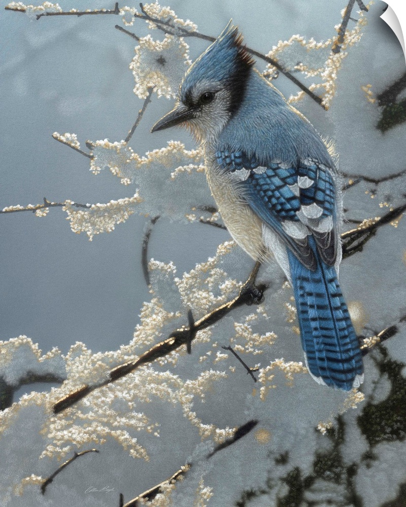 Blue Jay - On the Fence