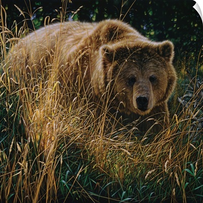 Brown Bear - Crossing Paths