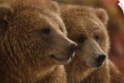 Brown Bears - Lazy Daze