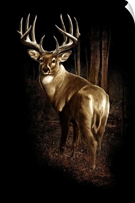 Buck in woods