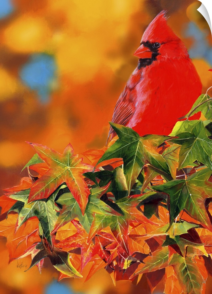 A bright red cardinal sitting on a maple tree branch.
