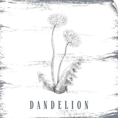 Dandelion Sketch