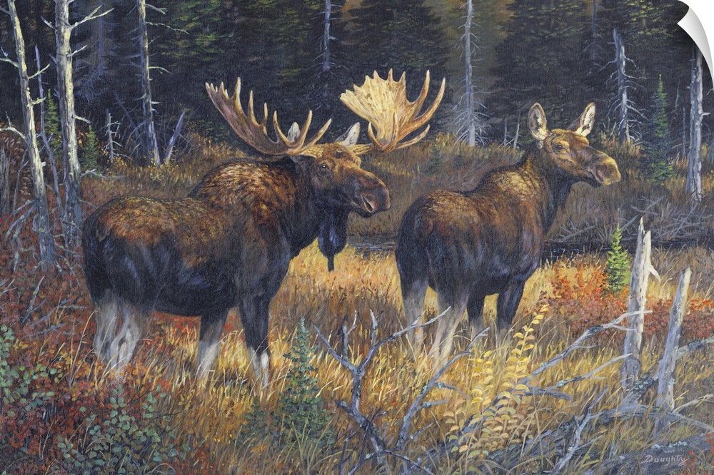 Contemporary artwork of a moose bull and cow walking together in a forest in the fall.