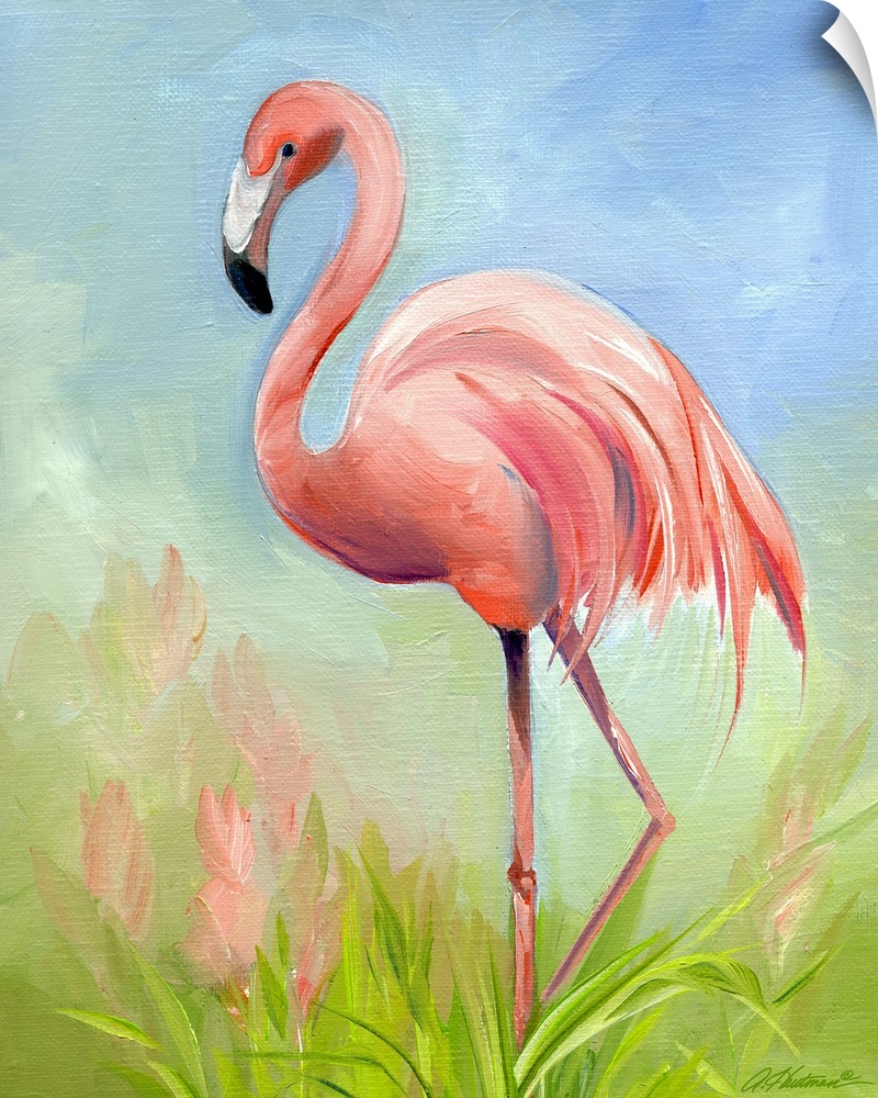 Flamingo Great Pink Heron