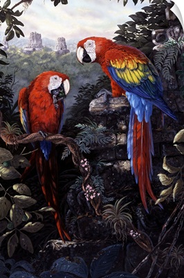 Macaws - Red