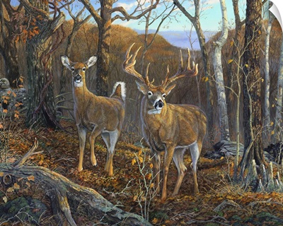 Oak Ridge Trophy Deer