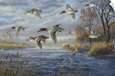 Sanctuary Bay - Green Winged Teal