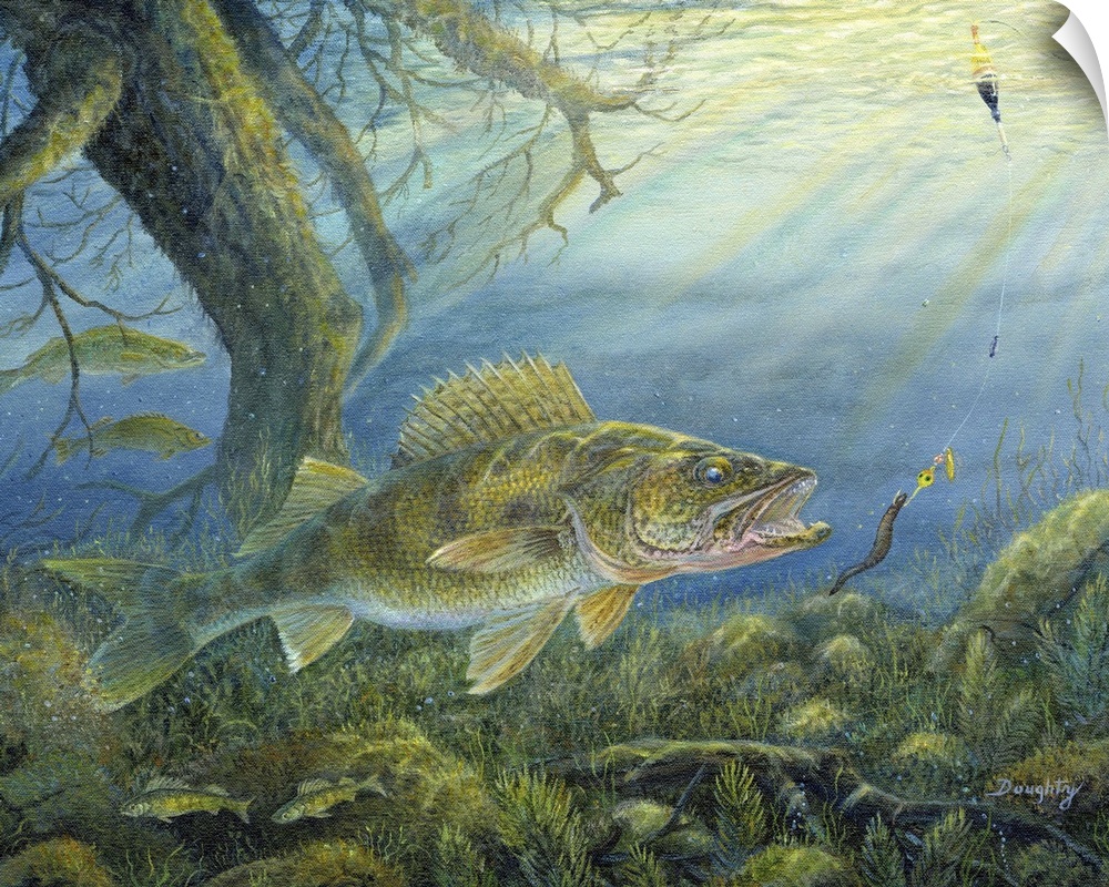 Contemporary artwork of a walleye heading for a lure in a river.