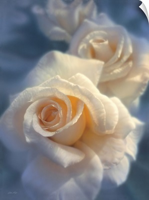 White Roses - Unforgettable