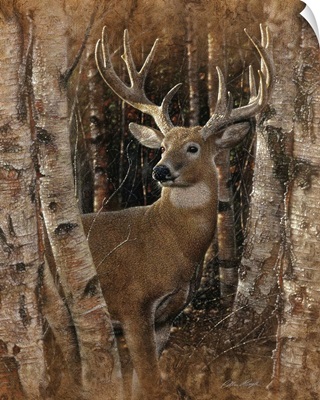 Whitetail Deer - Birchwood Buck