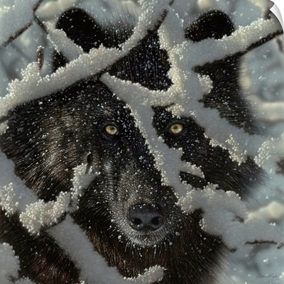 Winter Black Wolf