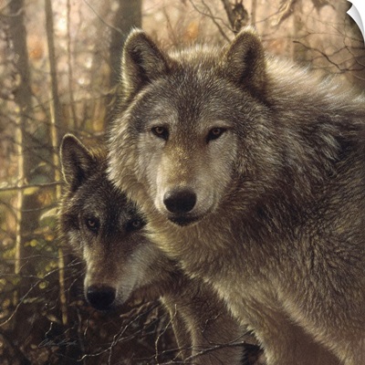 Wolves - Woodland Companions