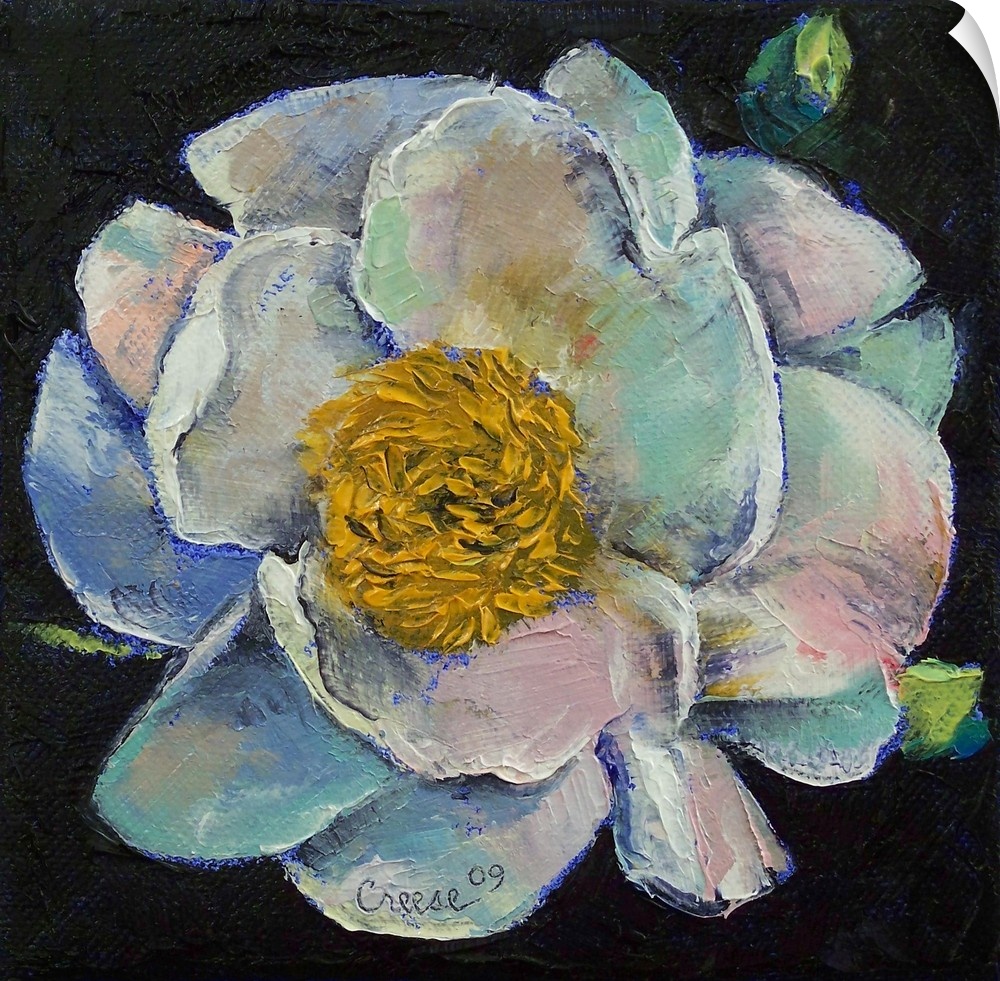 Square, oversized oil painting of a peony flower in bloom, on a black background.