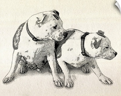 Two Bull Terriers