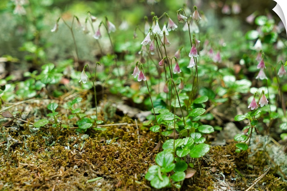 Canada, Nova Scotia, Cape Breton Highlands National Park: along the Smoky Trail, moss flowers.