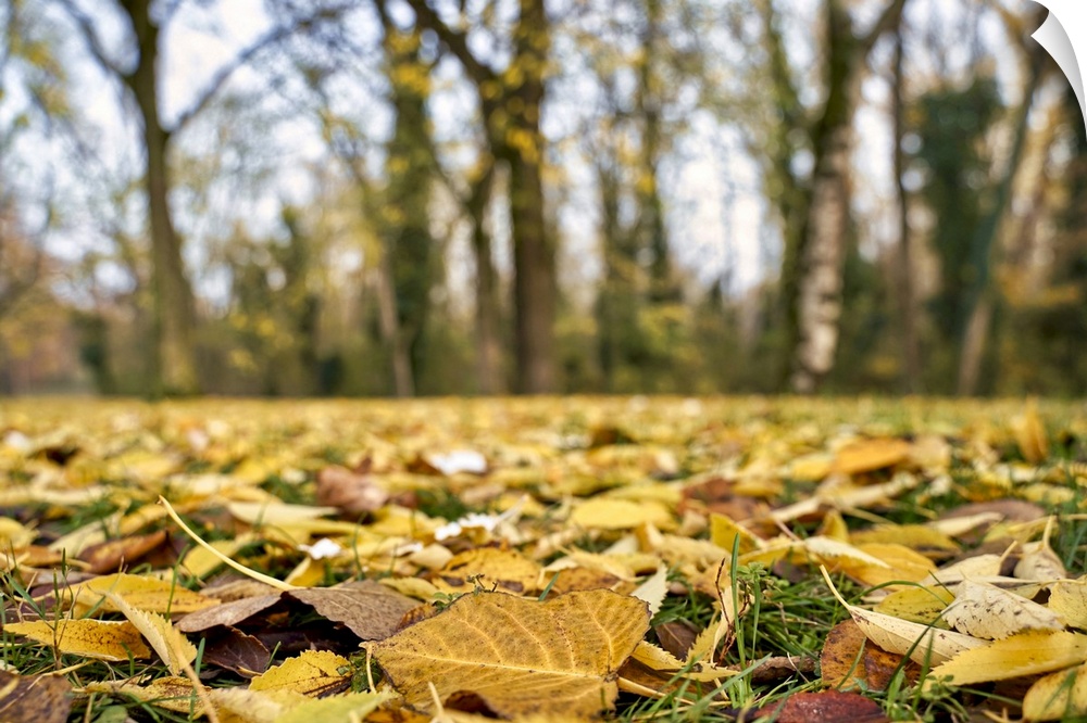 Ground level view of leaves bed in a forest in Autumn.