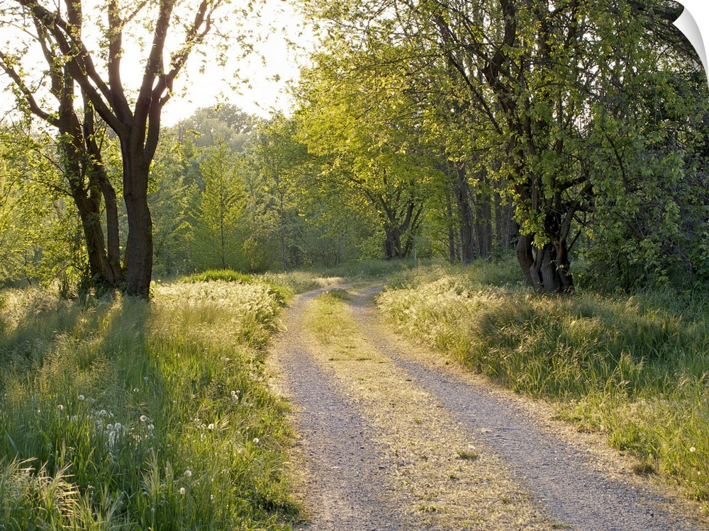 Photograph of a winding gravel road in Italy surrounded by grasses and trees on a sunny day.