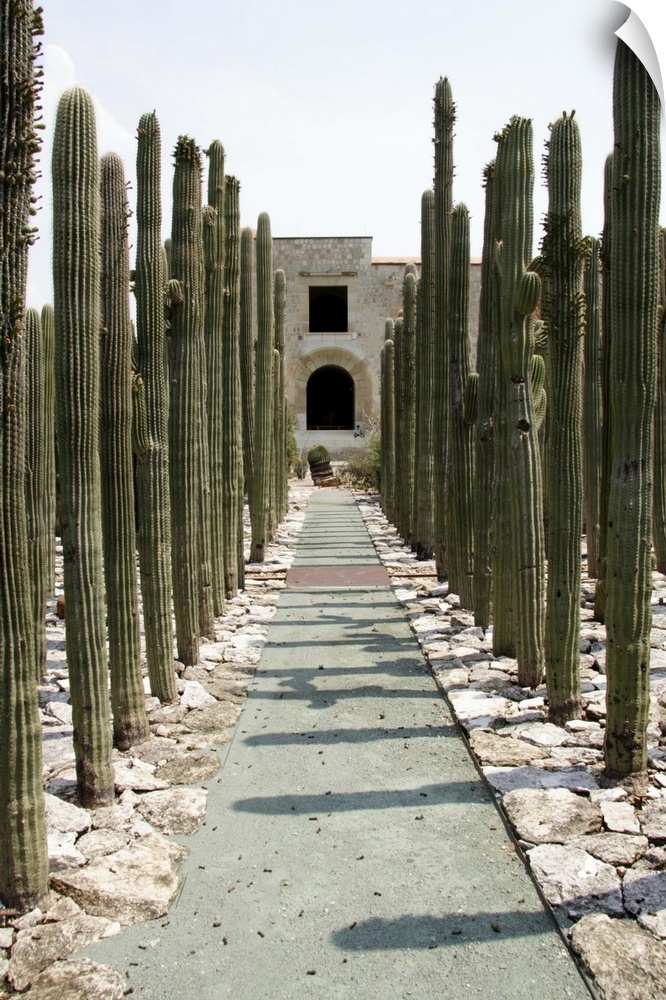 Mexico, Oaxaca: Jardin Etnobotanico del Centro Cultural Santo Domingo, cactus