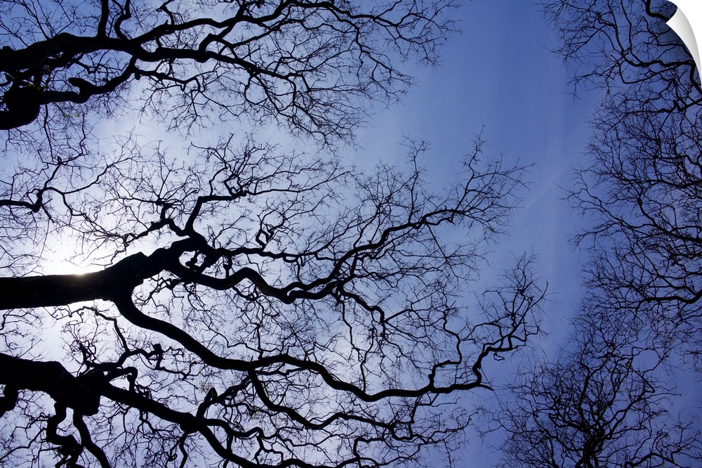 Looking up at tree branches, Buenos Aires, Argentina.