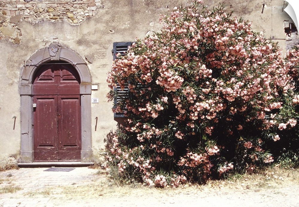 Italy, Tuscany, medieval village of Lucardo: pink oleander and door