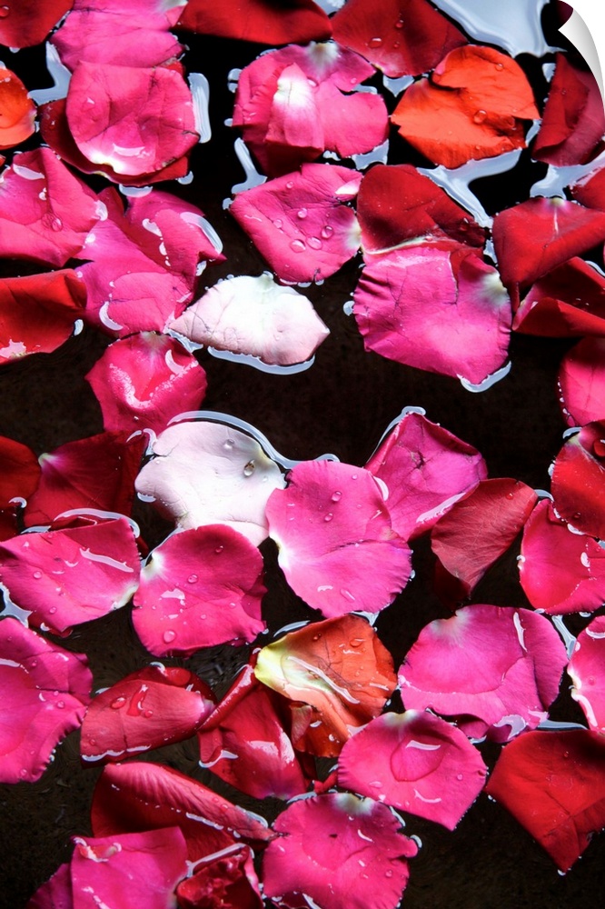 Guatemala, Antigua: rose petals in a water basin as decoration