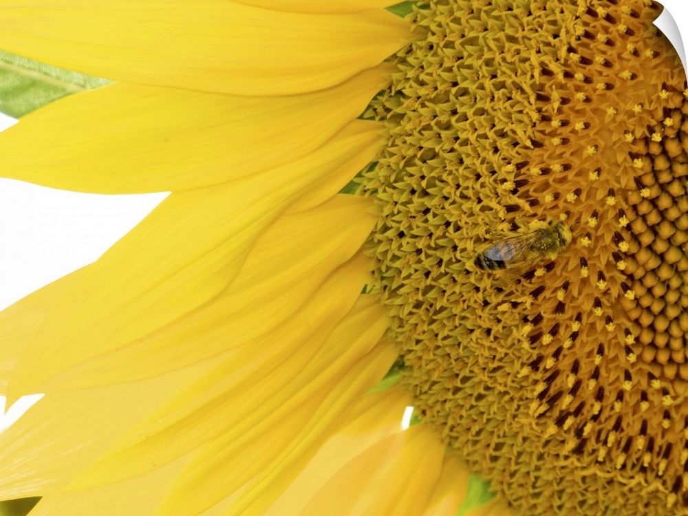 A closely taken photograph of a sunflower that has a bee shown near the center of the flower.