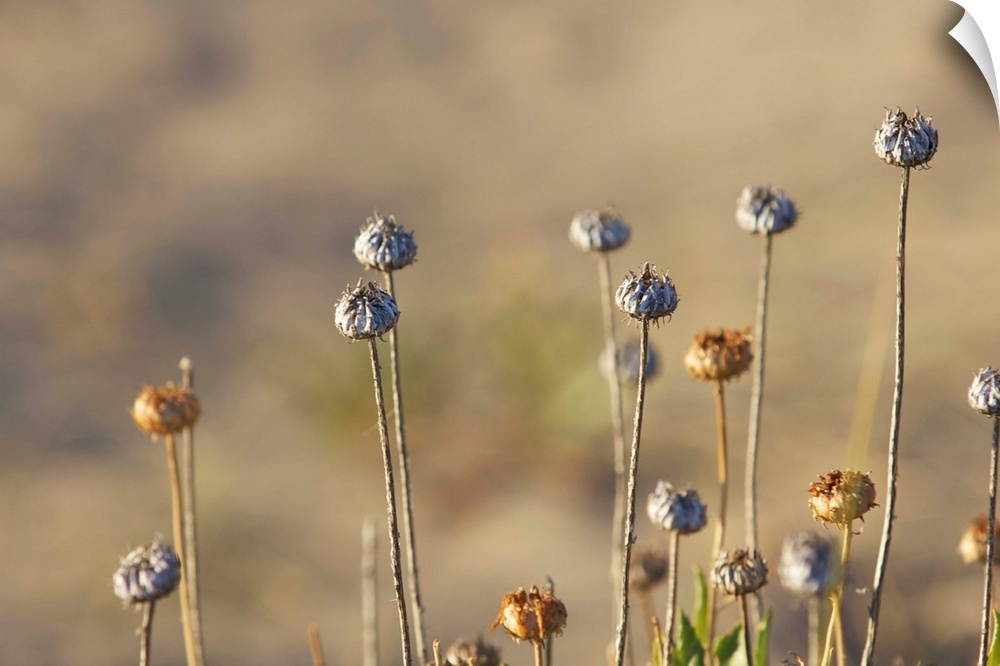 Chubut Province, Argentina.  Peninsula Valdes, Unesco World Heritage Site.  Dry flowers.