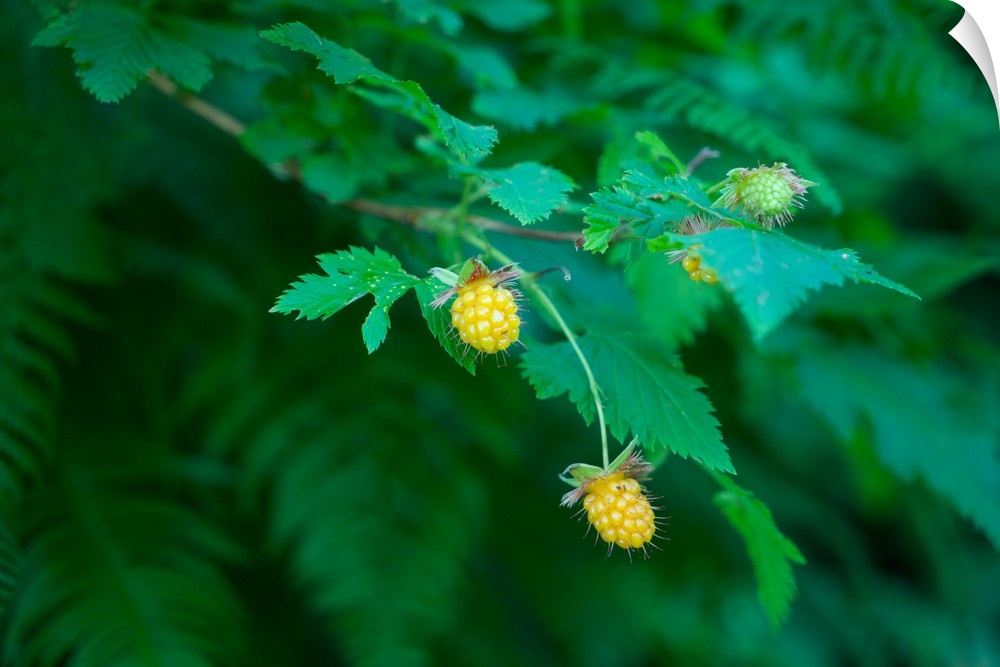 USA, Washington State, Olympic Peninsula: wild berries in the forest