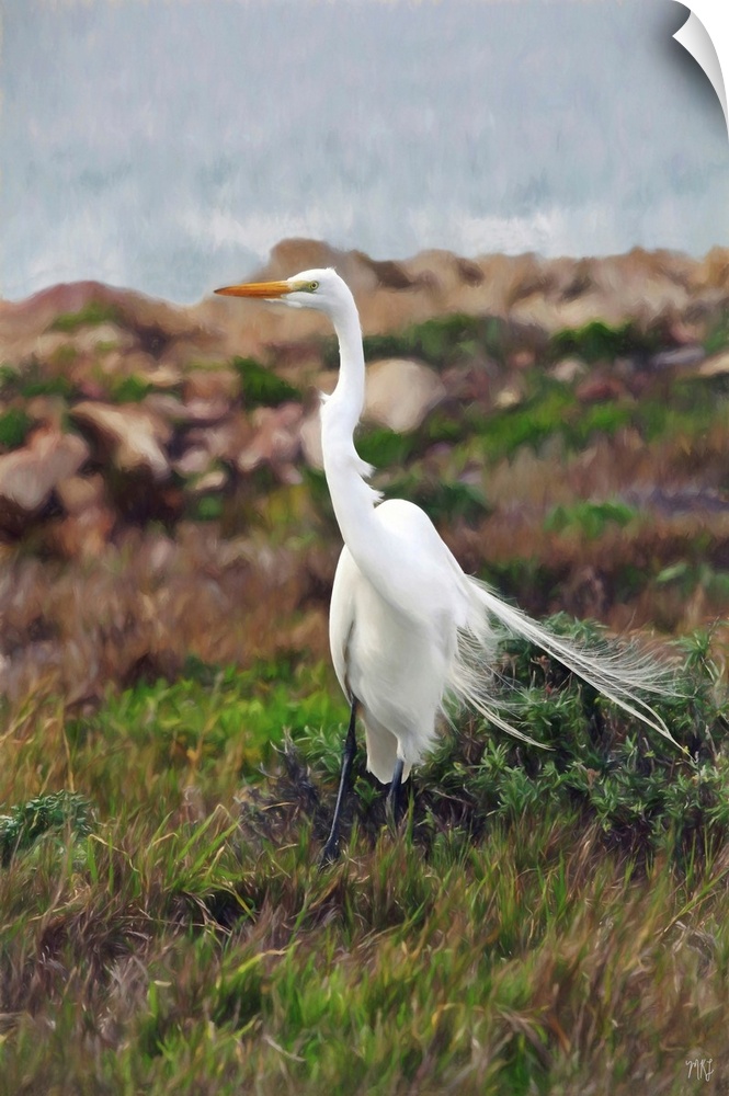 A great egret maintains its balance on a windy day in Pebble Beach. Often at least three-feet tall with wingspans that can...