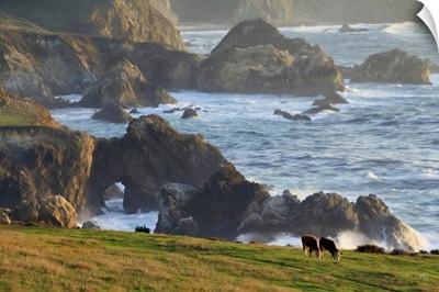 Cows At Rocky Point