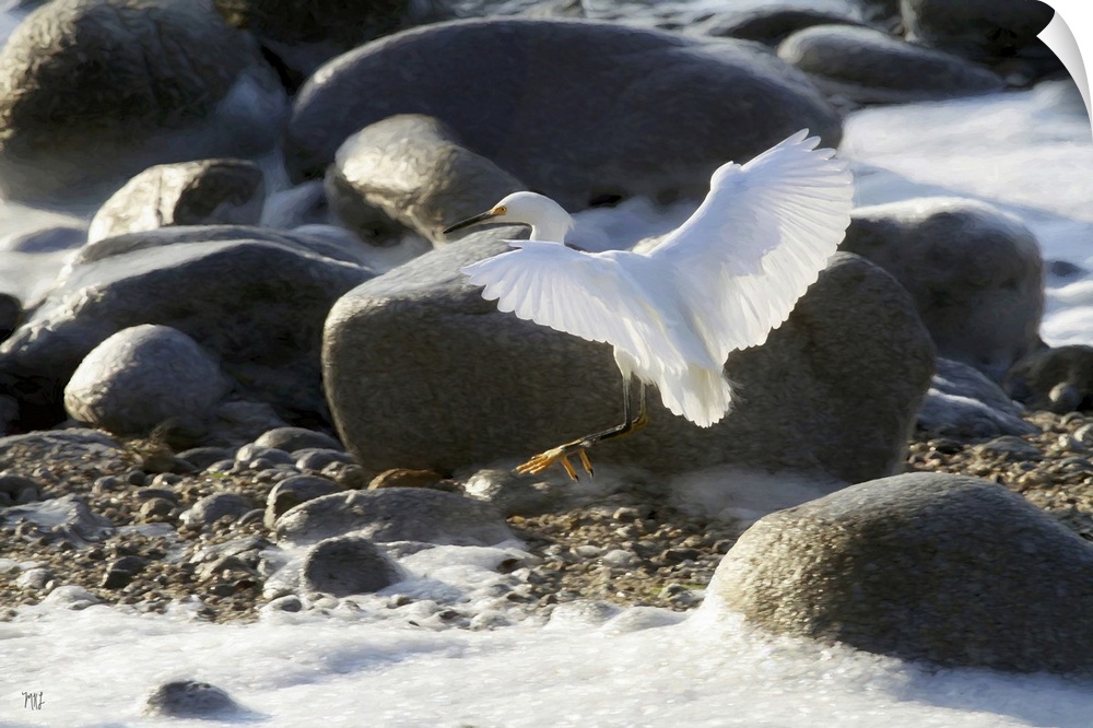 A graceful snowy egret maneuvers around incoming waves in Pacific Grove near Pebble Beach on the California coast.