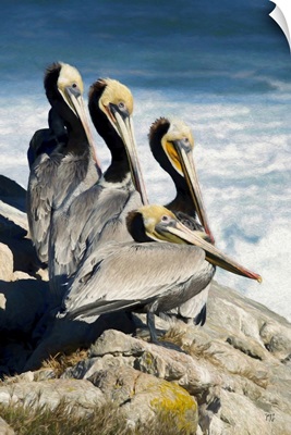 Fab Four Pebble Beach Pelicans
