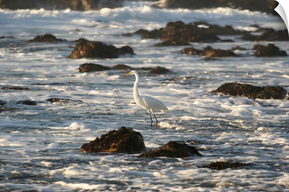 A majestic great egret hunts for fish and other delicacies in the coastal waters of Pebble Beach in California.