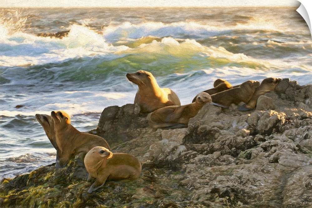 A sea lion looks over her pups as they rest on a rock formation at Cypress Point in Pebble Beach. Michael Lynberg's stunni...