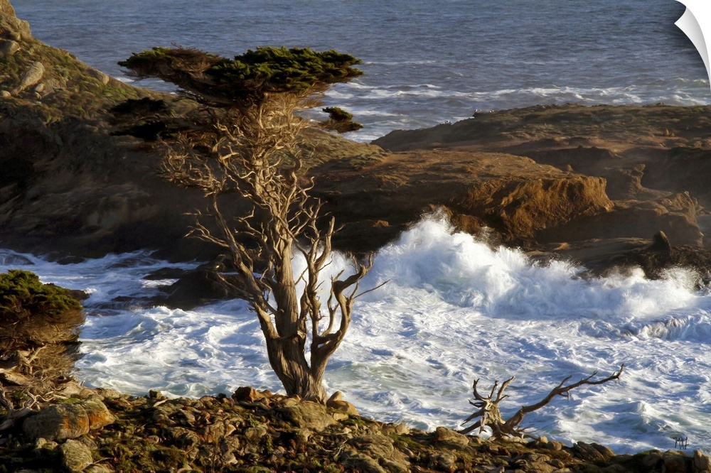 A Monterey Cypress stands guard on a hill above crashing waves in the Point Lobos State Reserve, just south of Carmel-by-t...
