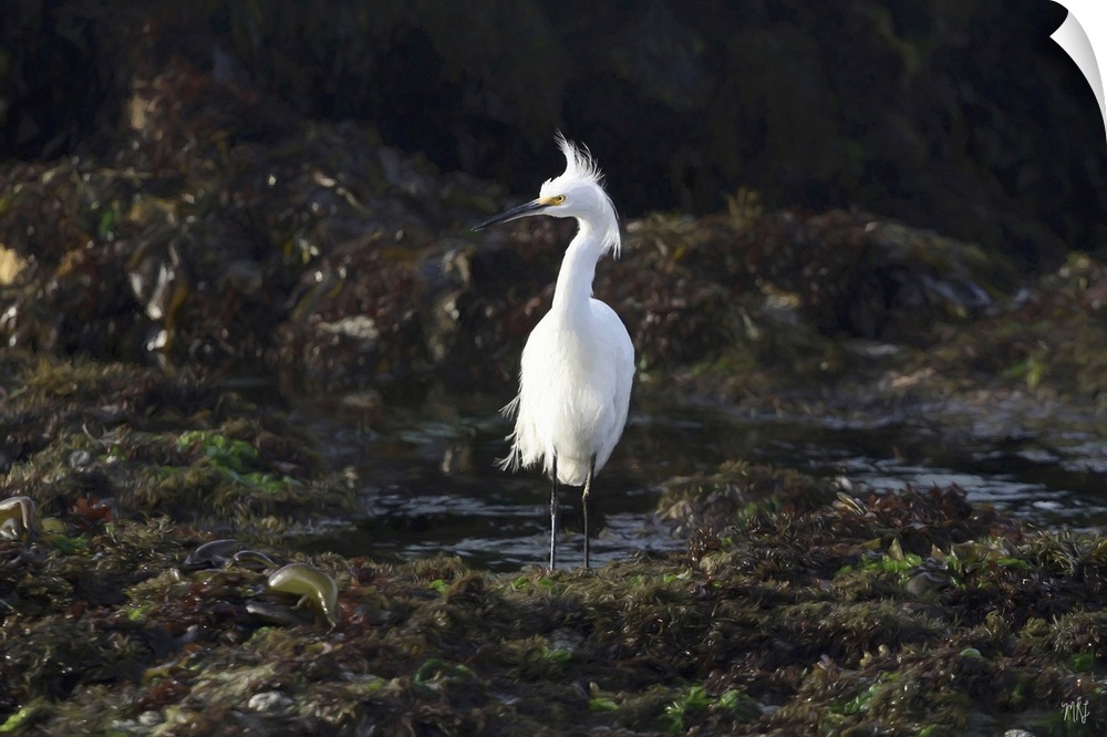 A snowy egret hunts for food in the tide pools of Pebble Beach, along the 17 Mile Drive. His radiant white feathers and br...