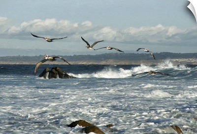 Surfing Pelicans Pacific Grove California