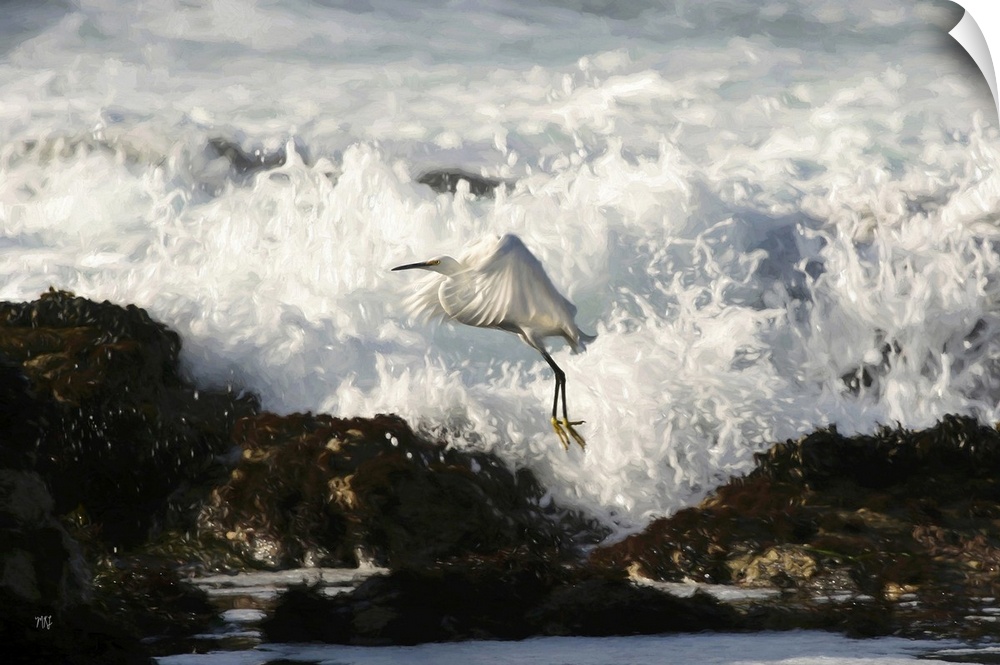 A snowy egret dodges a wave while hunting for food in tide pools in the small coastal town of Pacific Grove, California, w...