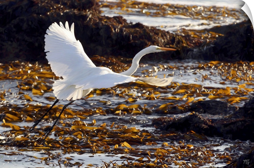 A radiant great egret takes flight over a bed of kelp on the Monterey Peninsula in California. Michael Lynberg's stunning ...