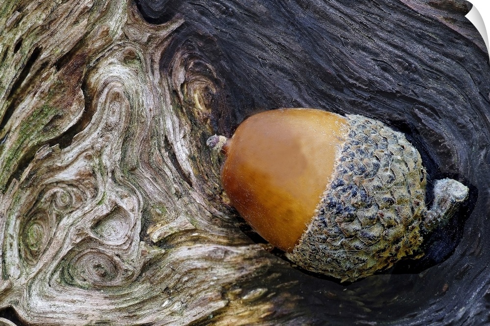 Big photograph focuses on a smooth oval nut in a rough cuplike base sitting in a small shaded recess of a tree lined with ...