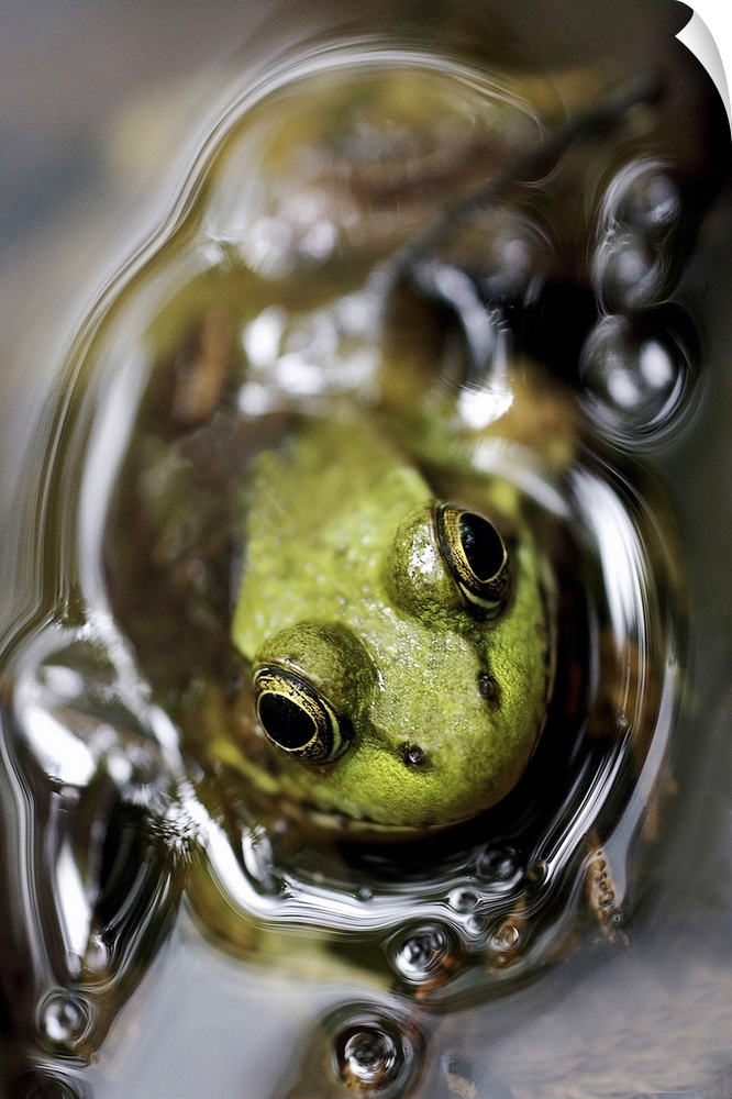 Bathing Frog