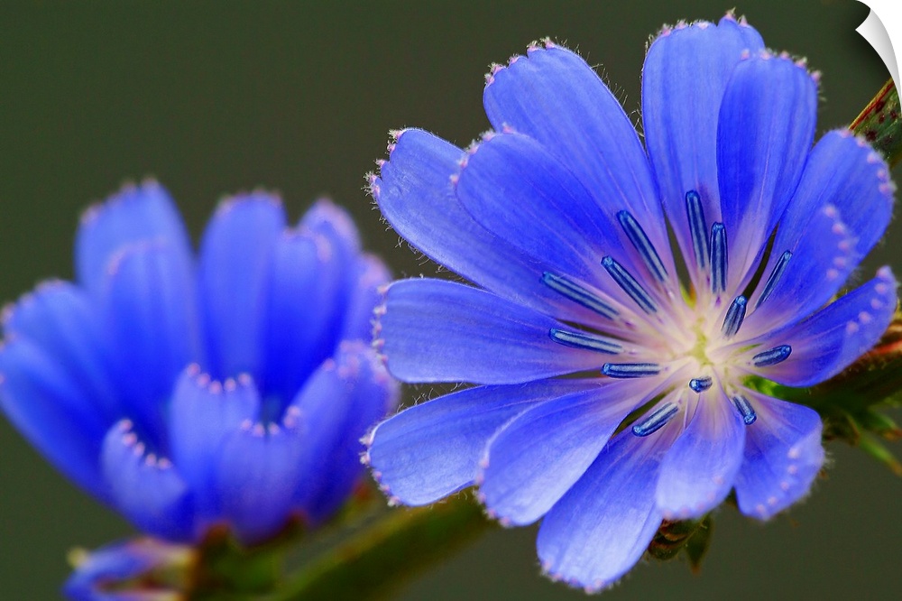 Giant photograph showcases an intense focus on a cool toned flower as another one sits in a softer focus behind it.