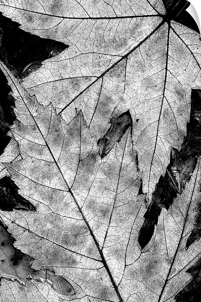 Black and White Maples