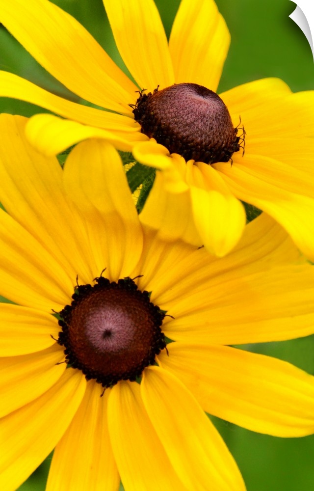 Close-up photograph of bright yellow flowers.