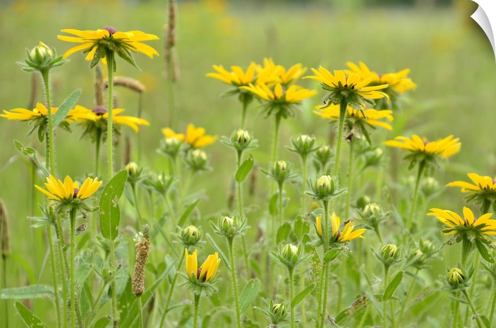 A photograph of bright yellow flowers in a green field.